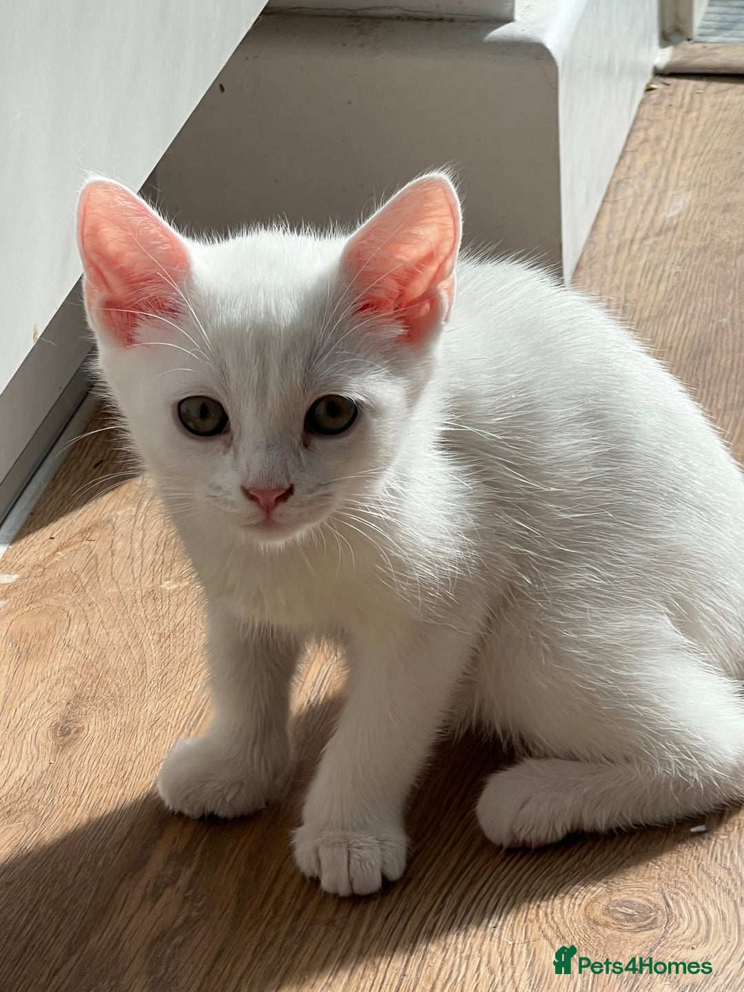 Turkish Angora cats for sale: Beautiful Kittens Looking for Their Forever Homes - Advert 9