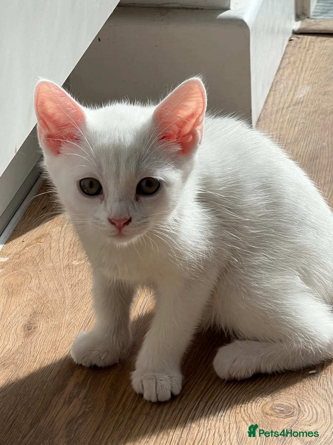 Turkish Angora cats for sale: Beautiful Kittens Looking for Their Forever Homes  - Advert 9
