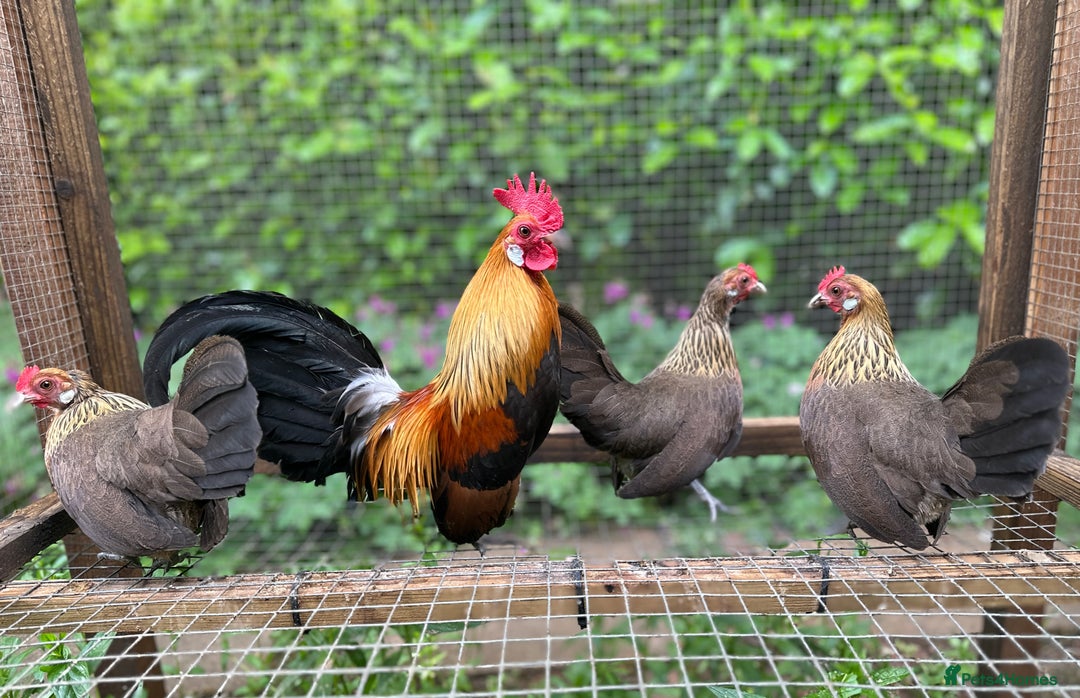 Chickens poultry for sale: Bantams and Pekins for sale - Image 3