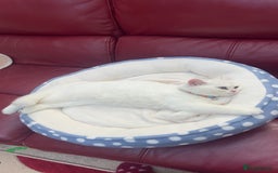 British Shorthair cats for sale: Gorgeous White British Shorthair Girl  - Image 10