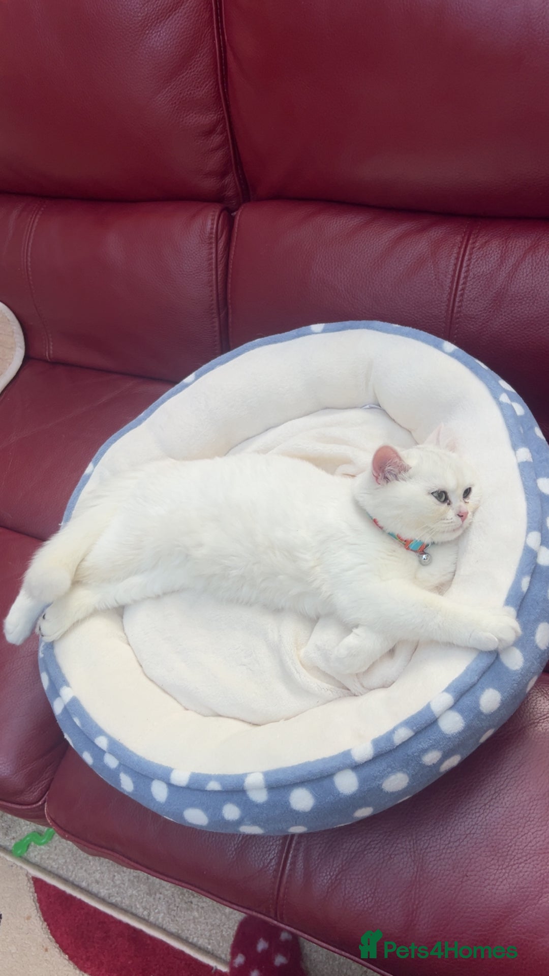 British Shorthair cats for sale: Gorgeous White British Shorthair Girl  - Image 10