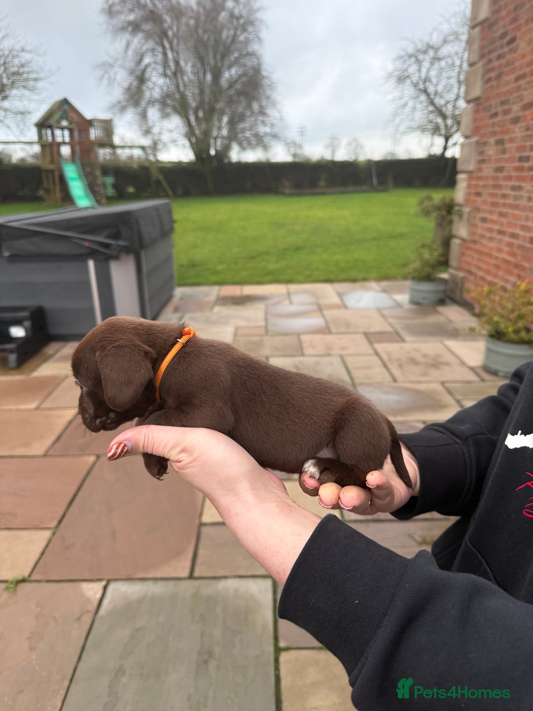 Mixed Breed dogs for sale: COCKER SPANIEL X PATERDALE TERRIER - Advert 11