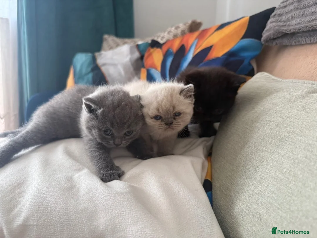 British Shorthair cats for sale: British Shorthair Kittens in London - Advert 1