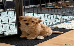 Maltipoo dogs for sale: So adorable and Tiny F1 Korean Maltipoo - Image 23