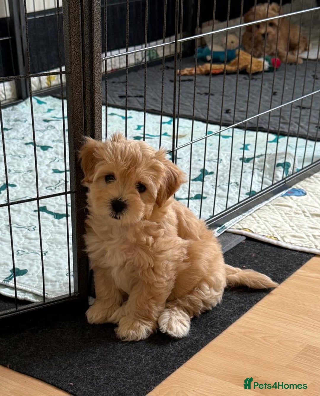 Maltipoo dogs for sale: So adorable and Tiny F1 Korean Maltipoo - Image 23