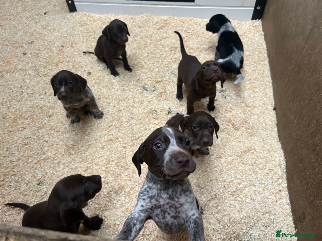 German Shorthaired Pointer dogs for sale: German Shorthaired Pointer Puppies - Image 5
