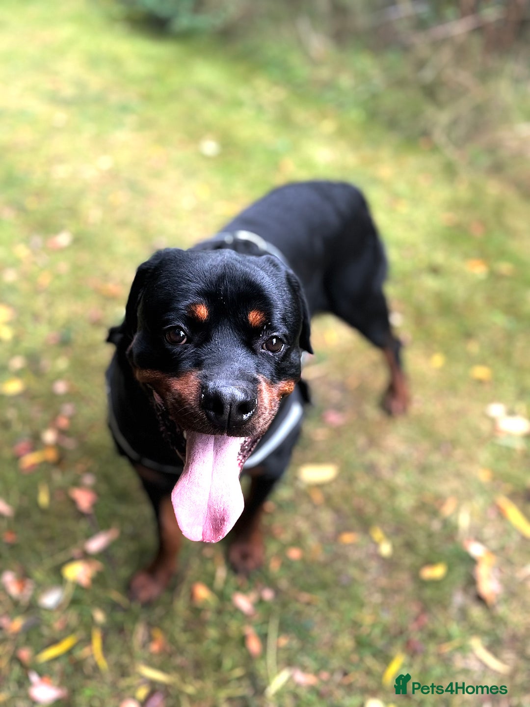Rottweiler dogs for stud: Rottweiler Stud in Crewe - Image 5