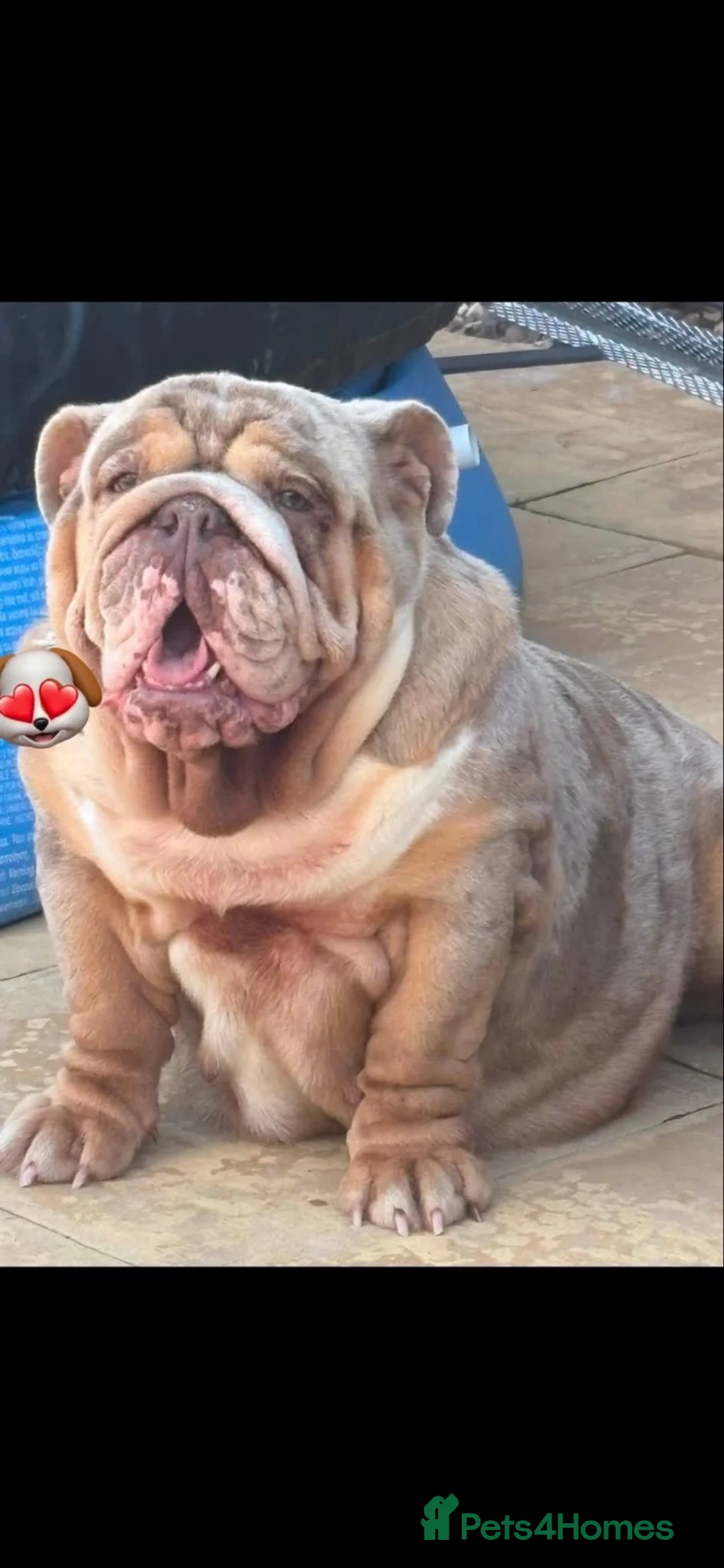 English Bulldog dogs for sale: Chocolate Merle boy outstanding bloodlines  - Advert 2