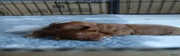 Cavapoo dogs for sale: Beautiful cavapoos - Advert 8