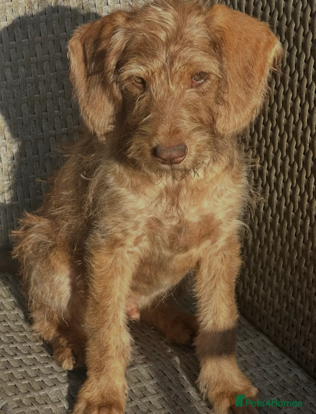 Australian Labradoodle dogs for sale: Australian labradoodle last boy reduced ready now  - Advert 2