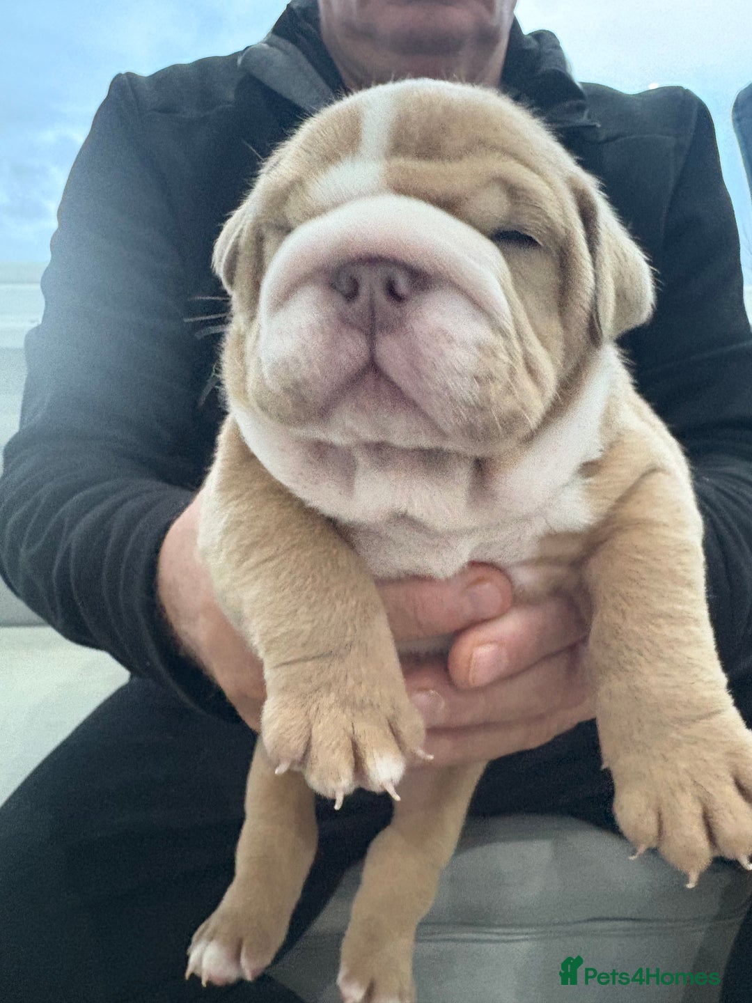 English Bulldog dogs for sale: English bulldog puppies  - Advert 27