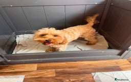 Cavapoo dogs for sale: * Cavapoo Boys available * - Image 4