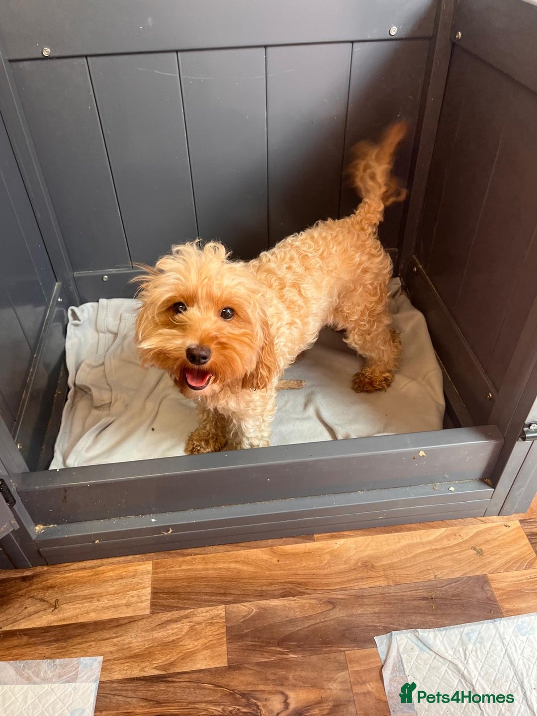 Cavapoo dogs for sale: * Cavapoo Boys available * - Image 4
