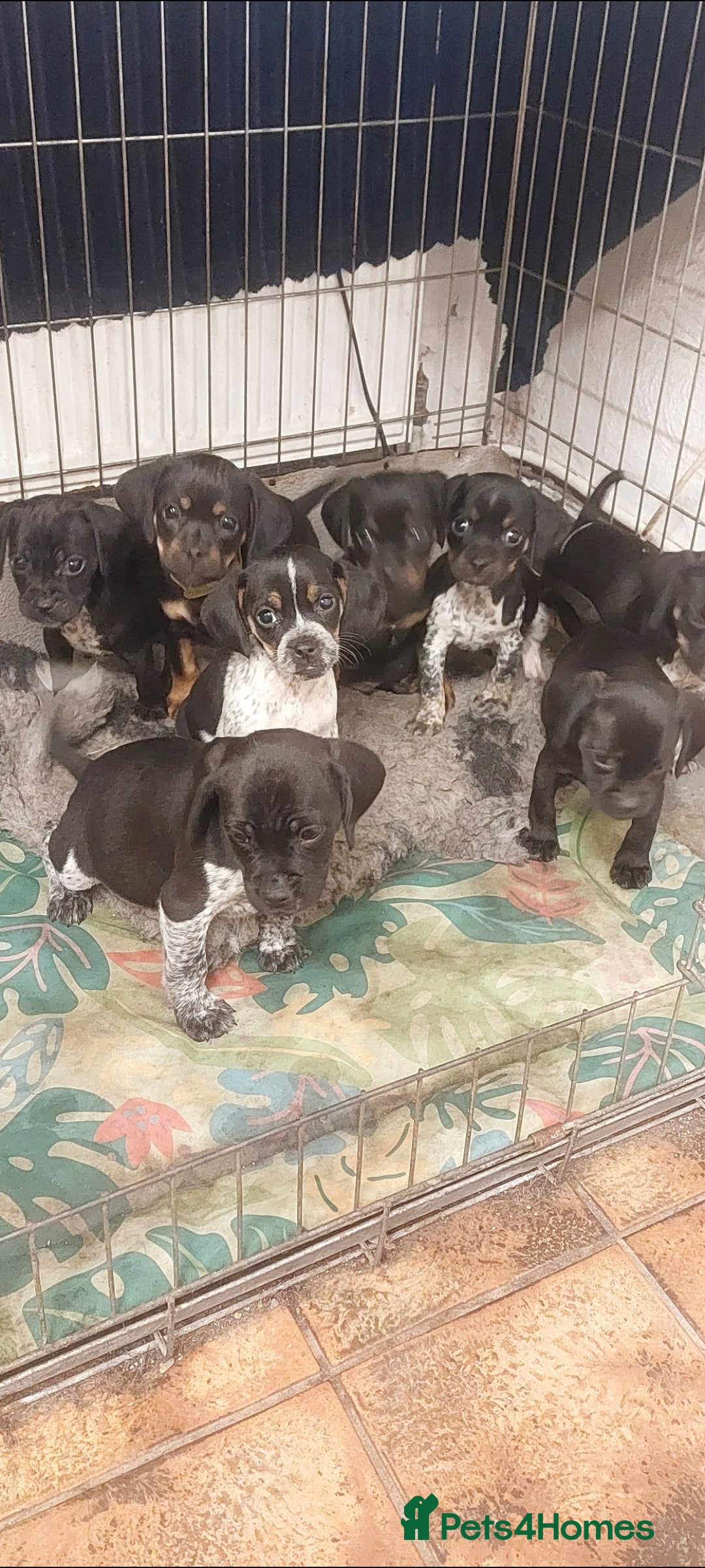 Mixed Breed dogs for sale: Cocker spaniel x Jug puppies  - Image 6