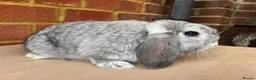 Mini Lop rabbits for sale: Chinchilla mini lop doe for re-homing - Advert 5