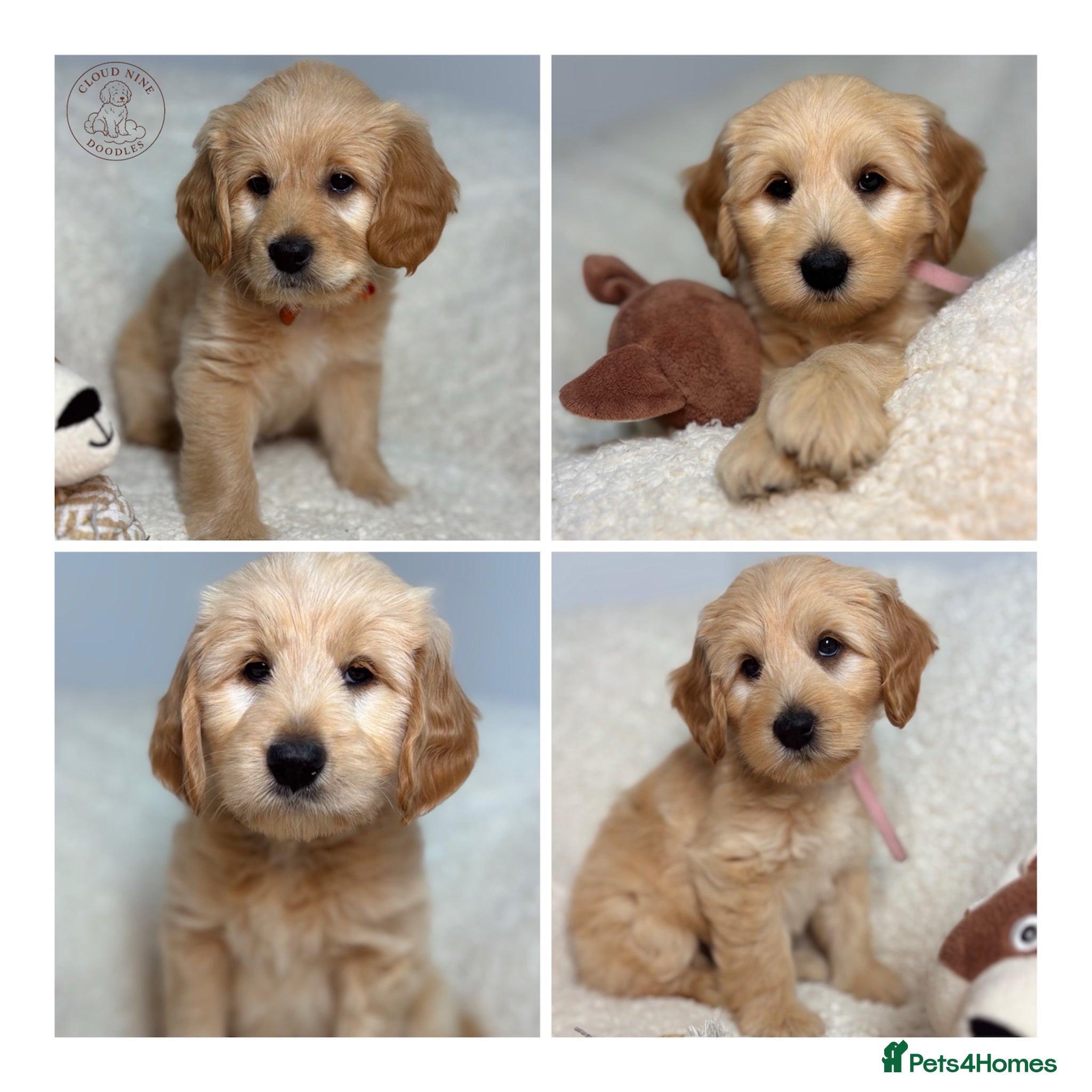 Goldendoodle dogs  Health Tested Multigen Goldendoodle Puppies  - Advert 1