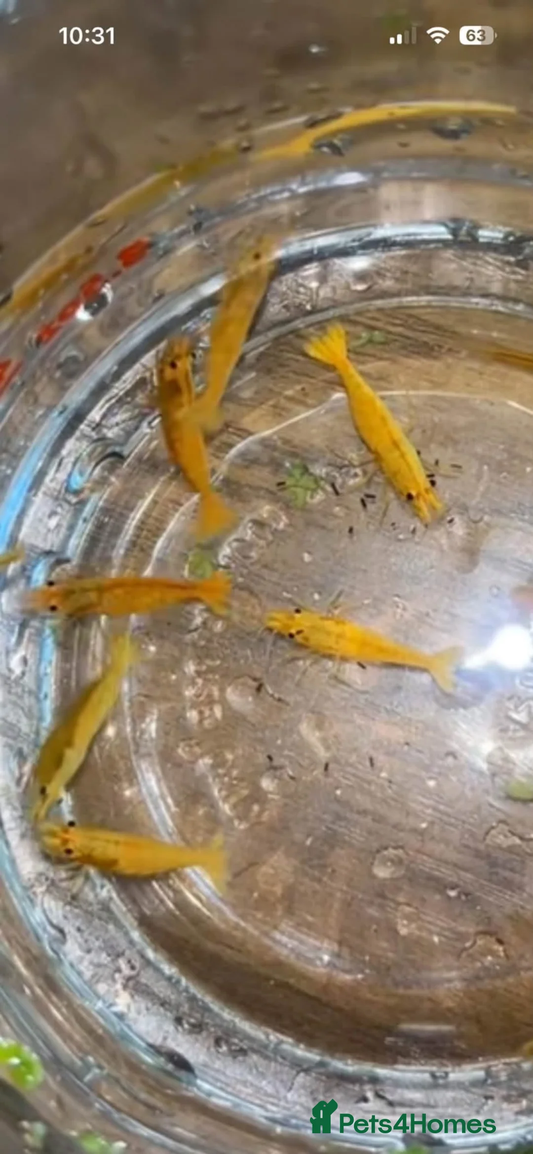 Shrimps fish for sale: Neocaridina shrimp  - Advert 9