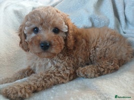 Cavapoo dogs - Advert 9