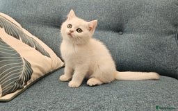Scottish Fold cats for sale: Excellent Scottish straight kittens  - Image 16