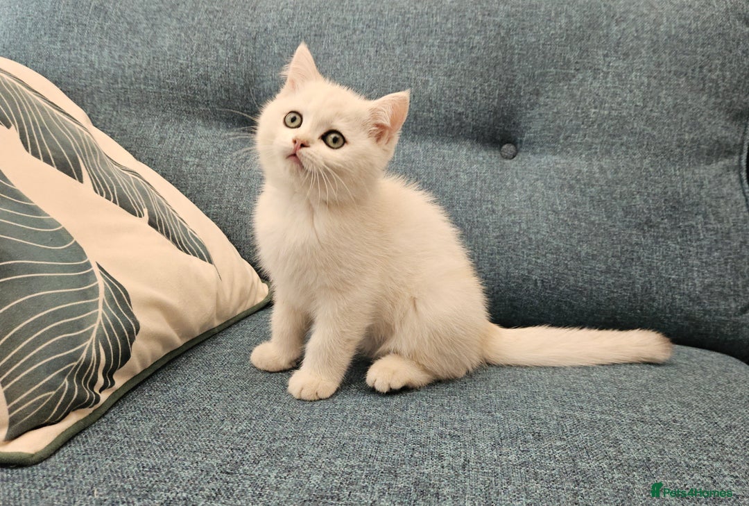 Scottish Fold cats for sale: Excellent Scottish straight kittens  - Image 16