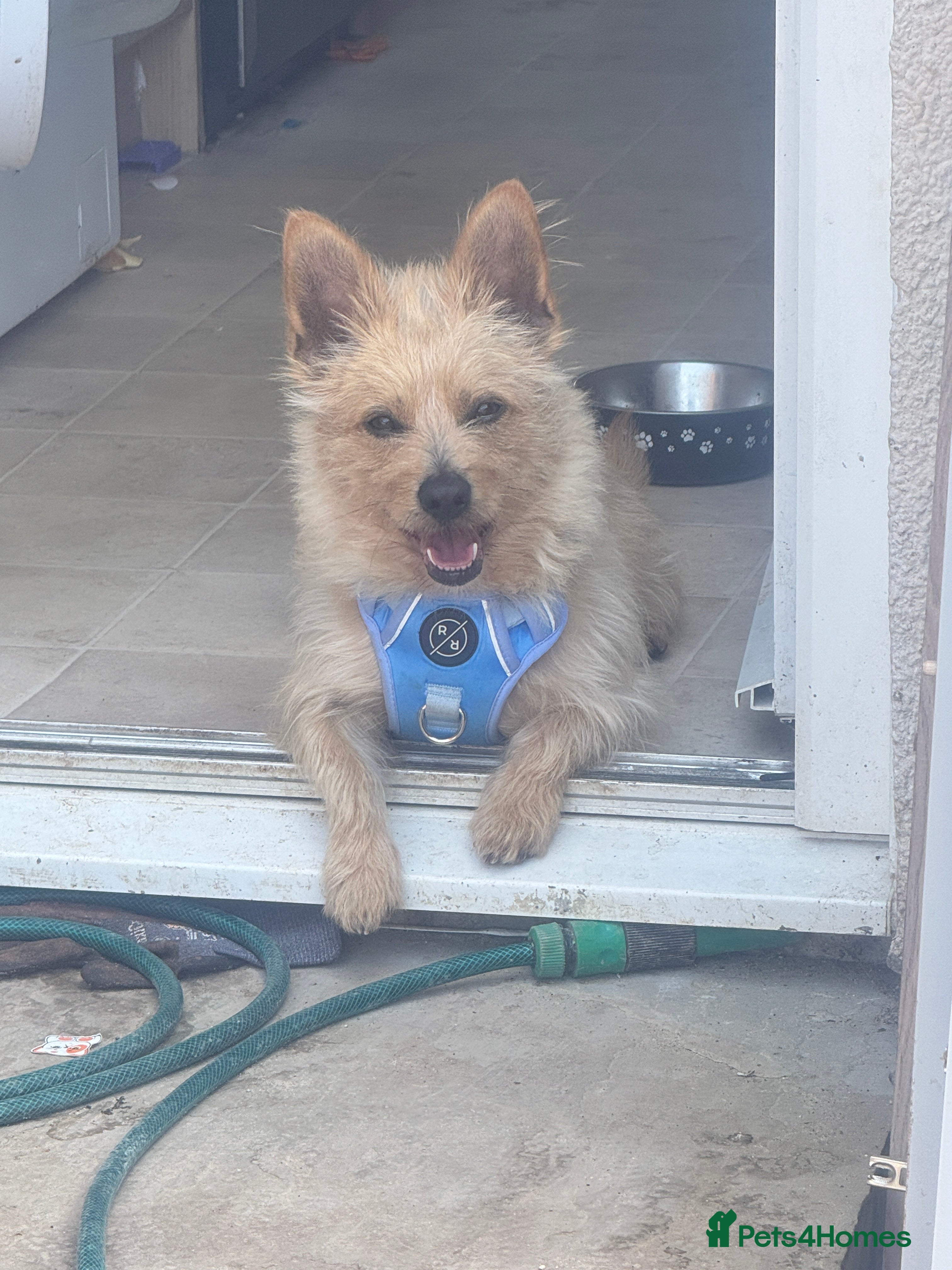 Chorkie dogs Rehoming max - Advert 2