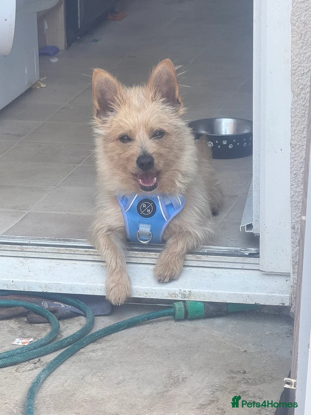 Chorkie dogs for sale: Rehoming max - Advert 1