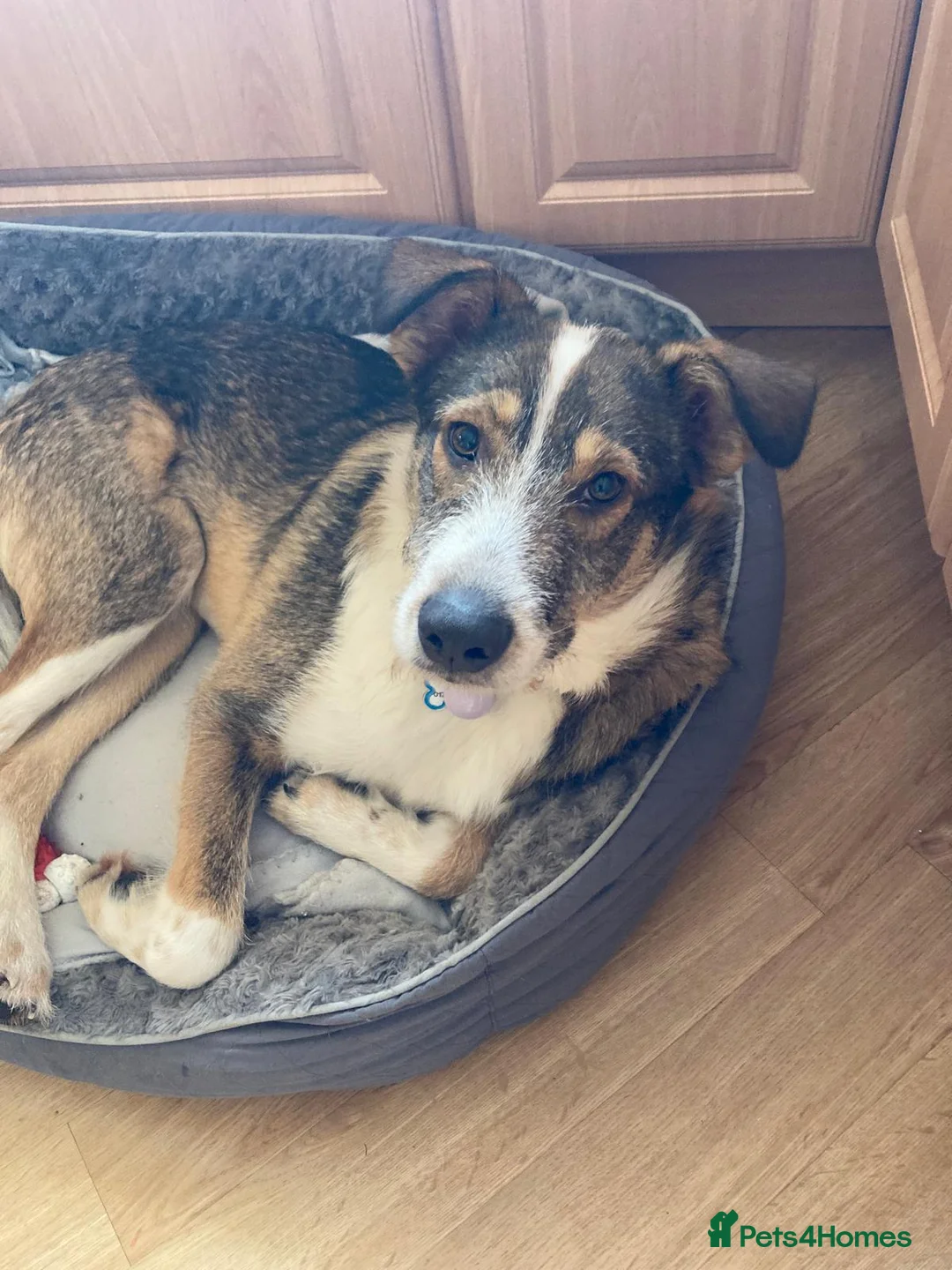 Mixed Breed dogs for adoption: 🐾💛Meet DIGBY - an Affectionate Big Softie! 💛🐾 - Advert 3