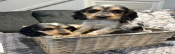 Cocker Spaniel dogs for sale: Gorgeous cocker spaniel pups ready to go  - Advert 15