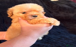 Cavapoo dogs for sale: 💙 TOY CAVAPOO 💙 - Image 10