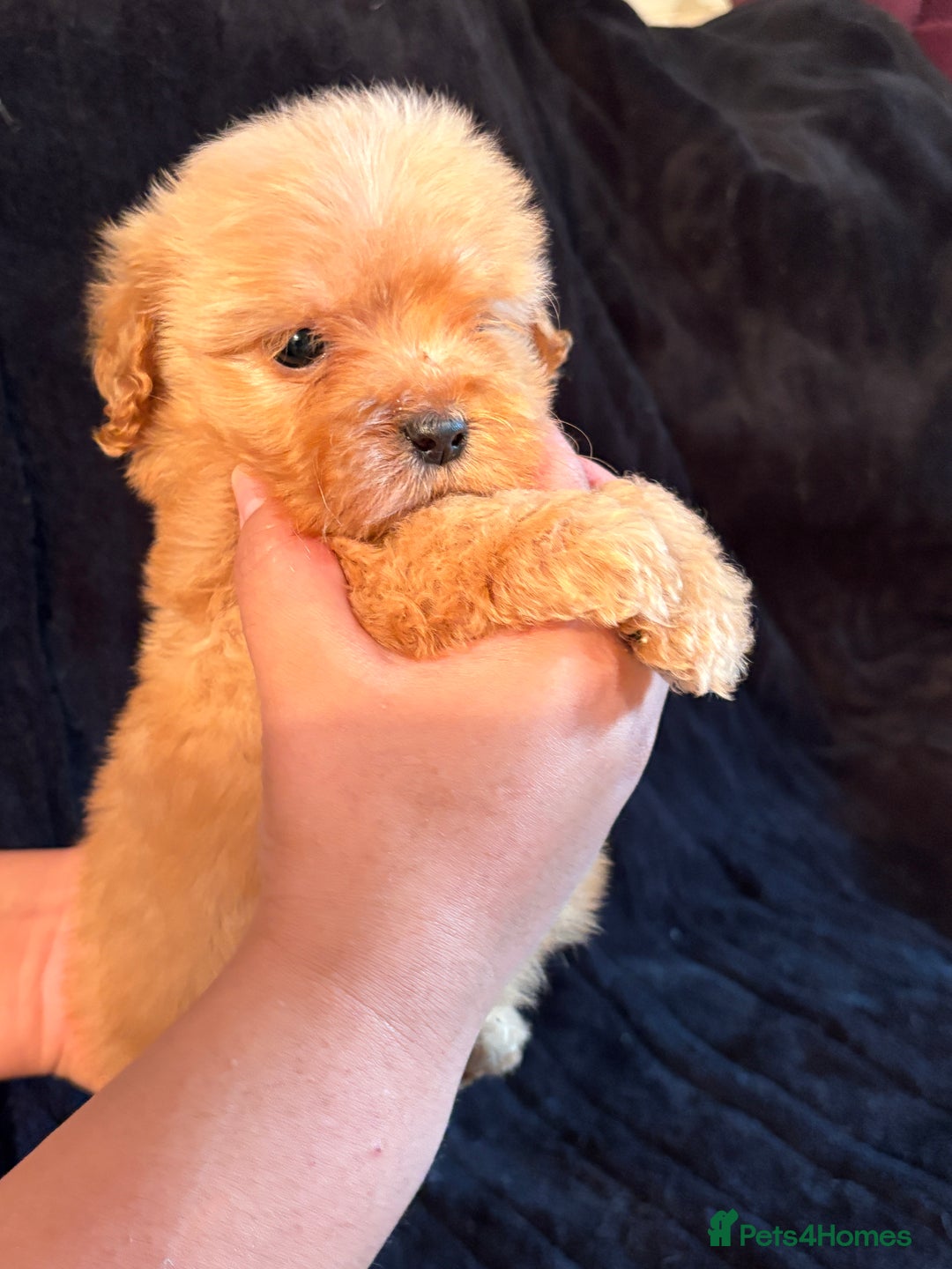 Cavapoo dogs for sale: 💙 TOY CAVAPOO 💙 - Image 10
