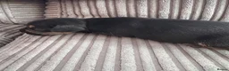 Mixed Breed dogs for sale: 3 gorgeous little babies looking for forever sofas - Advert 24