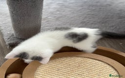 British Shorthair cats for sale: REDUCED 1 left - TICA Reg BSH Kittens in March - Image 6