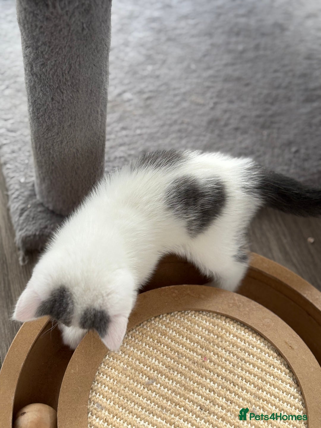 British Shorthair cats for sale: REDUCED 1 left - TICA Reg BSH Kittens in March - Image 6