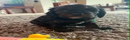 Cockapoo dogs for sale: Stunning American cockapoos in Wisbech - Advert 3