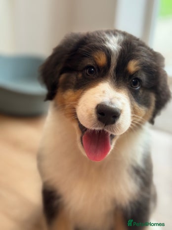 Australian Shepherd dogs - Advert 1