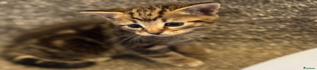 Mixed Breed Kitten 2