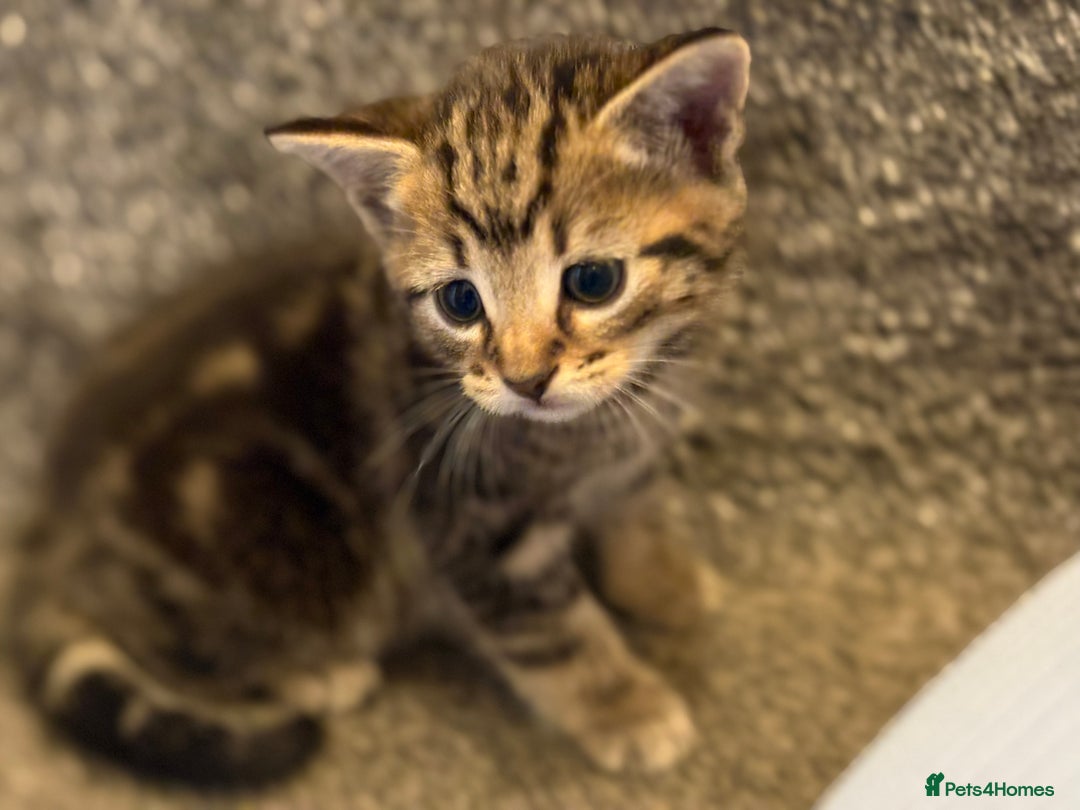 Mixed Breed cats for sale: 2 gorgeous kittens - Image 6