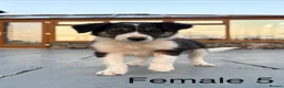 Border Collie dogs for sale: Beautiful Welsh Border Collie Puppies in Brecon - Advert 35