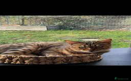 Bengal cats for sale: Beautiful Bengal  - Image 3
