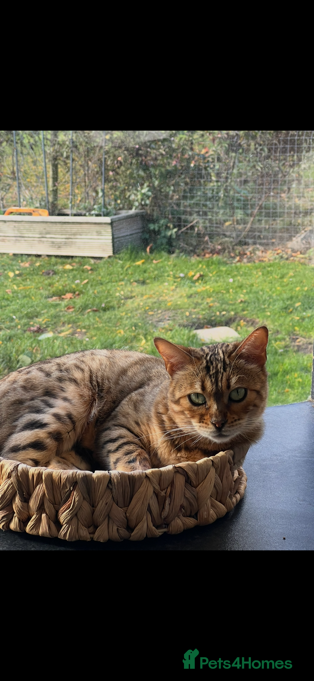 Bengal cats for sale: Beautiful Bengal  - Image 3
