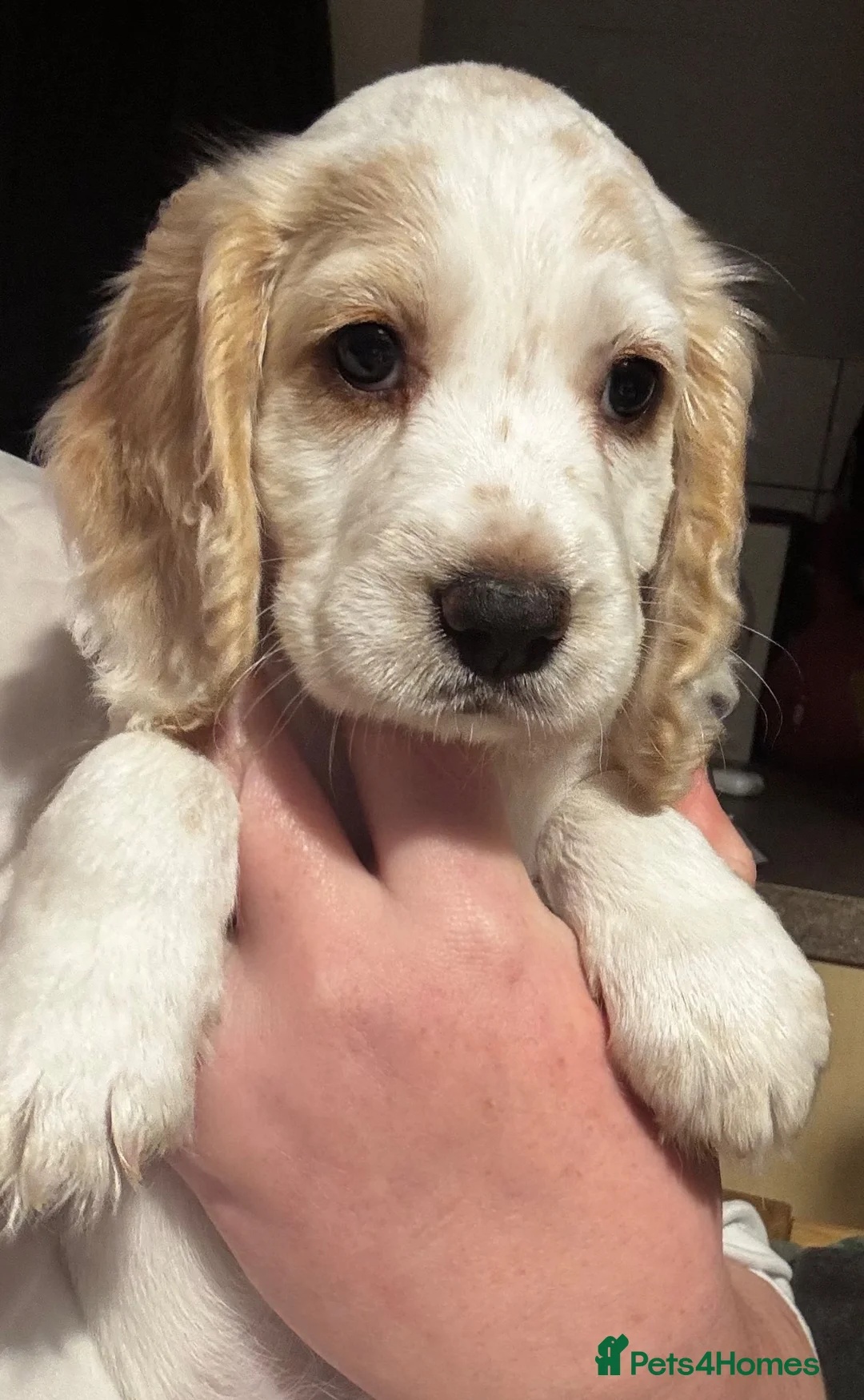 Cocker Spaniel dogs for sale: Cocker spaniel LAST PUPPY READY TO LEAVE - Advert 1