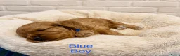 Cavapoo dogs for sale: Health tested F1 Cavapoo puppies 🐶🥰 - Advert 3