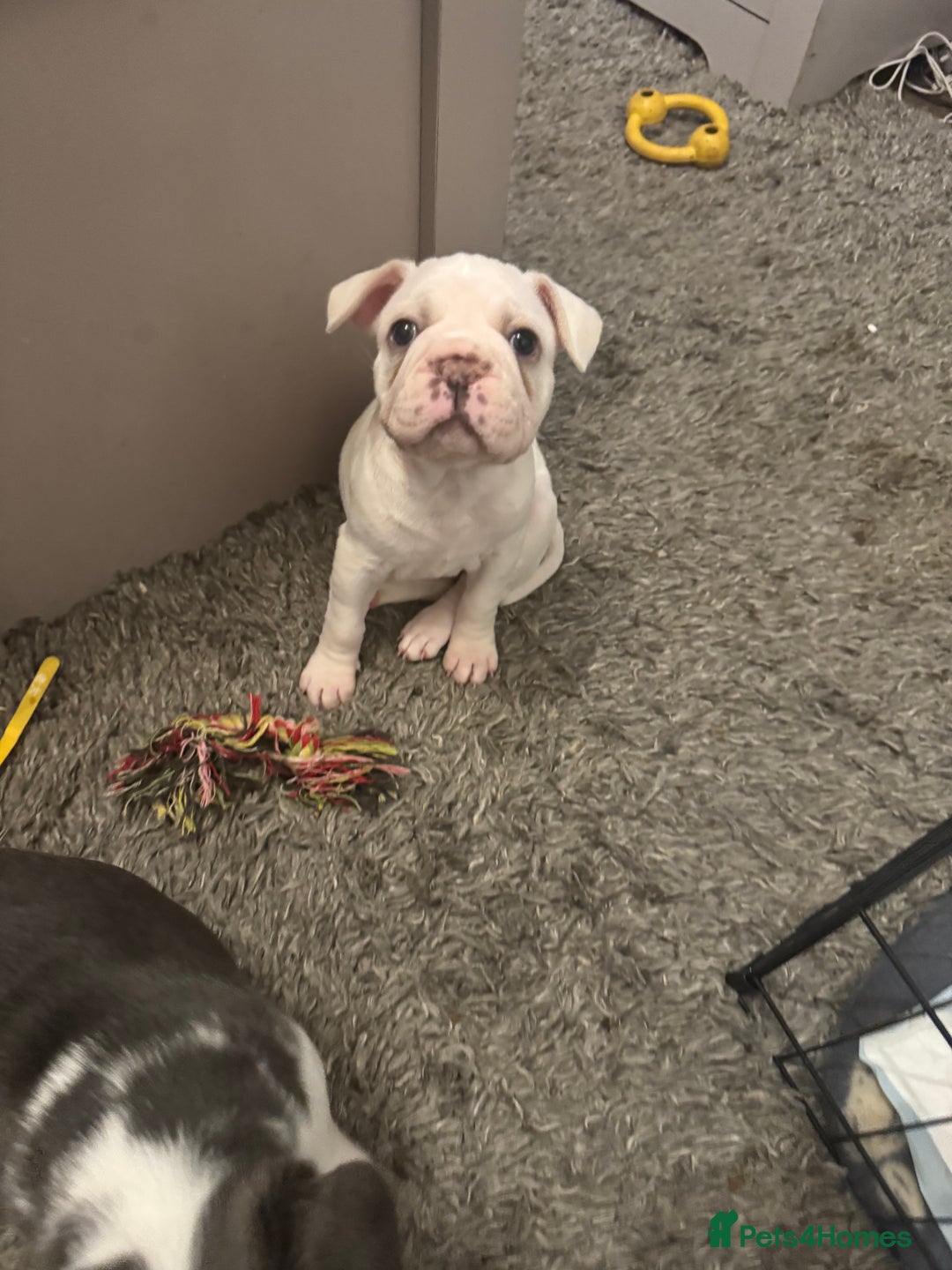 French Bulldog dogs for sale: Beautiful blue eyed girl puppy 💕 6 weeks  - Advert 1