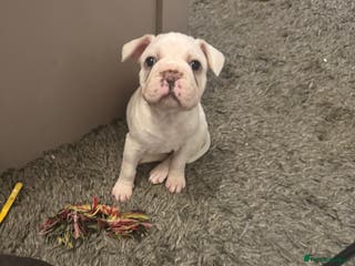 French Bulldog dogs Beautiful blue eyed girl puppy 💕 6 weeks - Advert 1