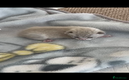 Mixed Breed cats for sale: Beautiful Kitten - Image 3