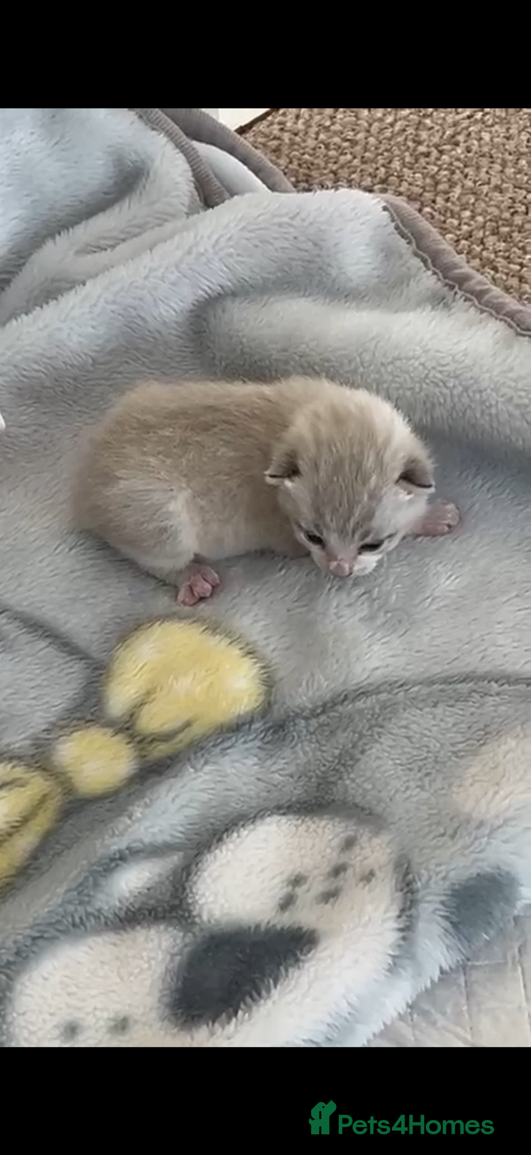 Mixed Breed cats for sale: Beautiful Kitten - Image 3