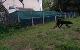 Mixed Breed dogs for adoption: An Adorable Labrador cross Boy - for a Loving Home - Image 4