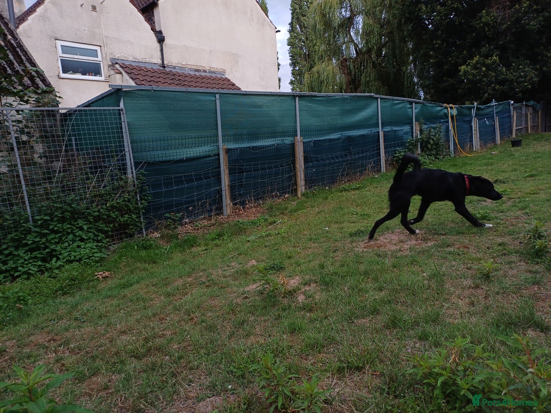Mixed Breed dogs for adoption: An Adorable Labrador cross Boy - for a Loving Home - Image 4