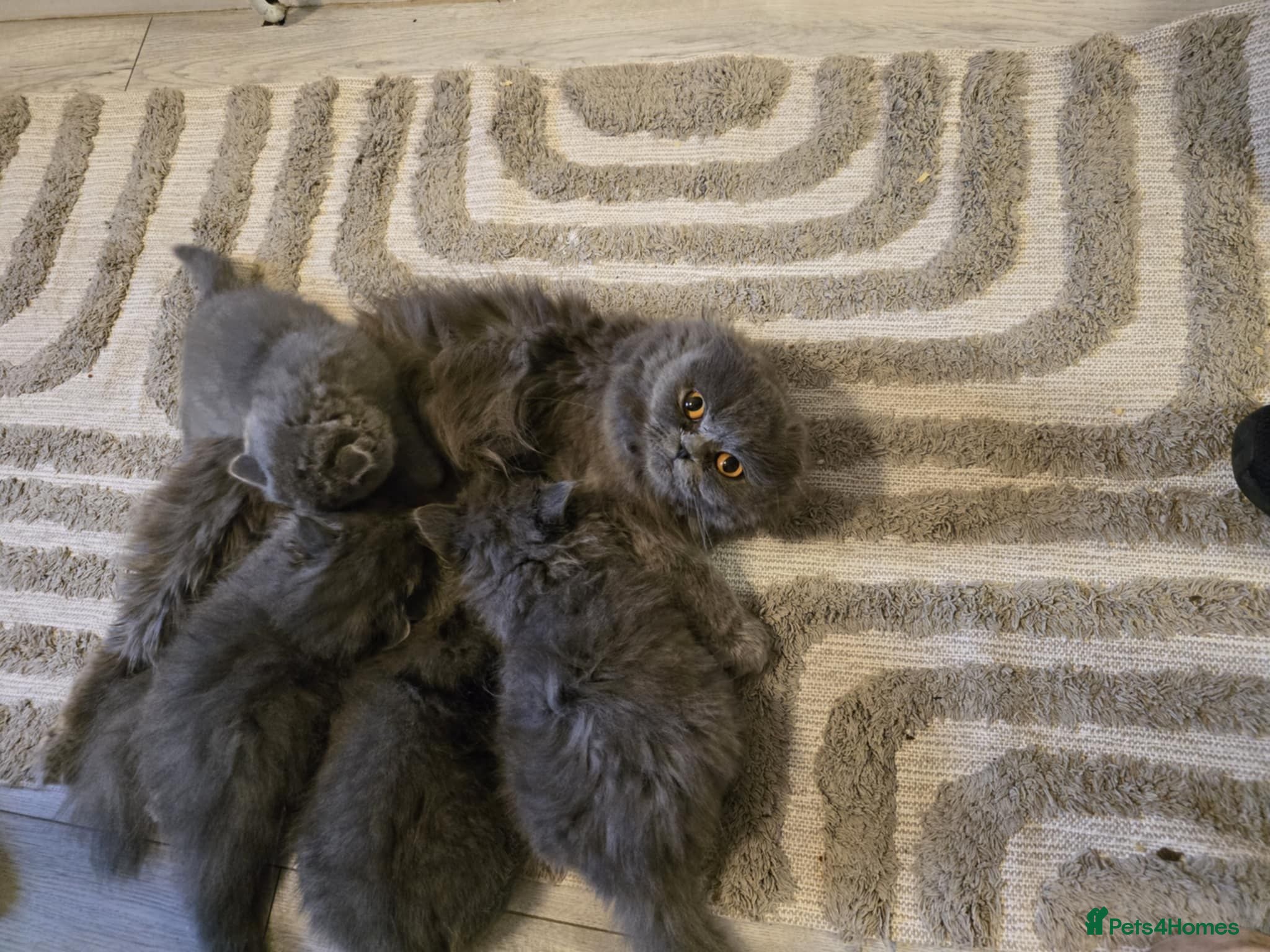 British Shorthair cats British shorthair  - Advert 1