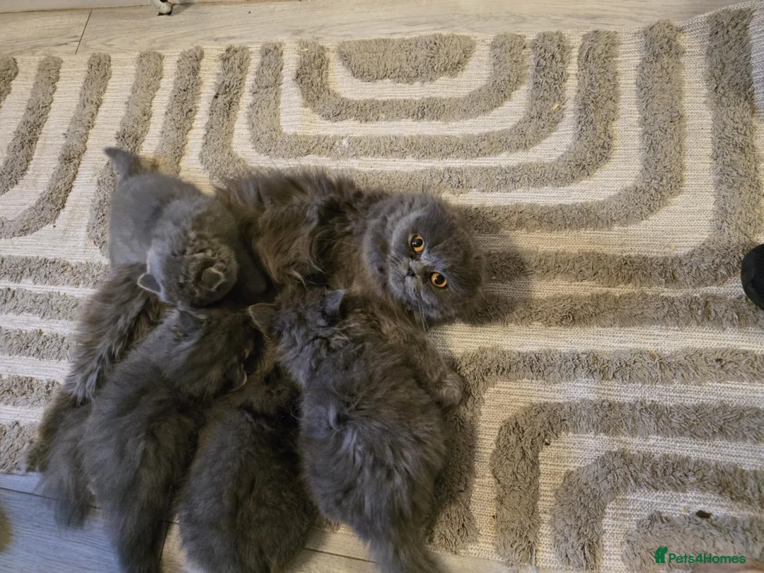 British Shorthair cats for sale: British shorthair  - Advert 1